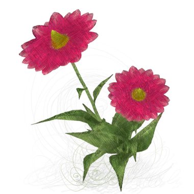 Beyaz arkaplanda güzel çiçekler 