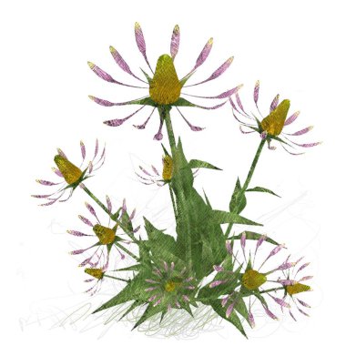 Beyaz arkaplanda izole edilmiş suluboya çiçekleri