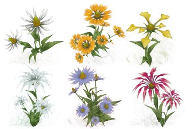 Beyaz arka planda suluboya çiçekler seti