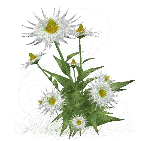 Piękne Kwiaty Białym Tle — Zdjęcie stockowe