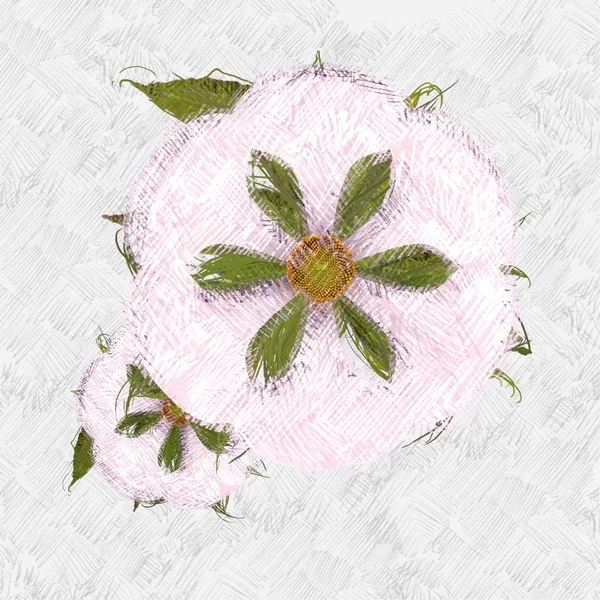 Fiori Rosa Sfondo Bianco — Foto Stock