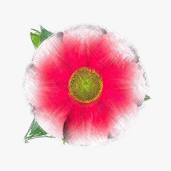 Beyaz Arkaplanda Izole Kırmızı Çiçek — Stok fotoğraf
