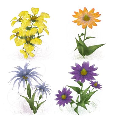 Beyaz arkaplanda güzel çiçekler