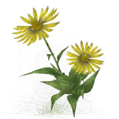 Beyaz arkaplanda güzel çiçekler