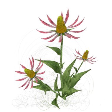 Beyaz arkaplanda güzel çiçekler