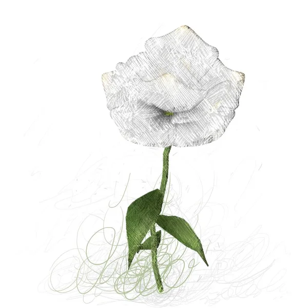 Belas Flores Fundo Branco — Fotografia de Stock