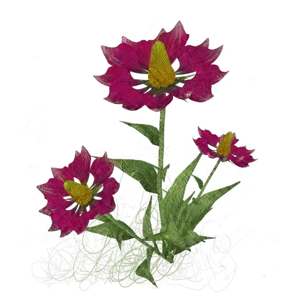 Vackra Blommor Vit Bakgrund — Stockfoto