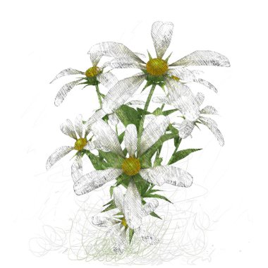 Beyaz arkaplanda güzel çiçekler 