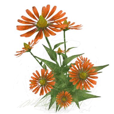 Beyaz arkaplanda güzel çiçekler 