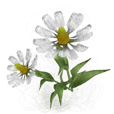 Beyaz arkaplanda güzel çiçekler 