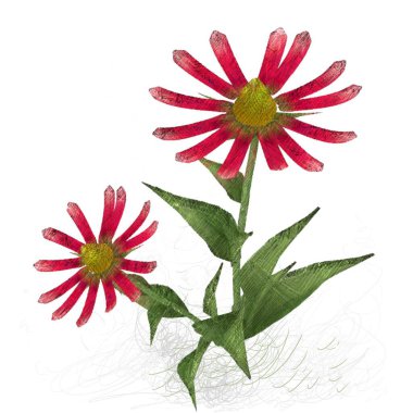 Beyaz arkaplanda güzel çiçekler 