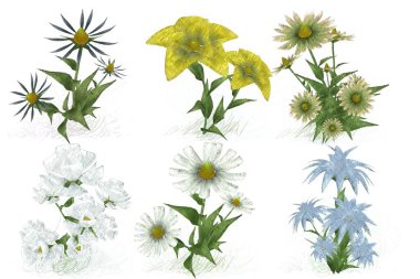 Beyaz arka planda güzel suluboya çiçekler