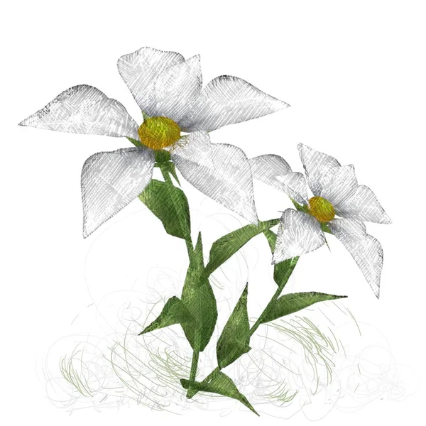 Beyaz Arkaplanda Güzel Çiçekler — Stok fotoğraf