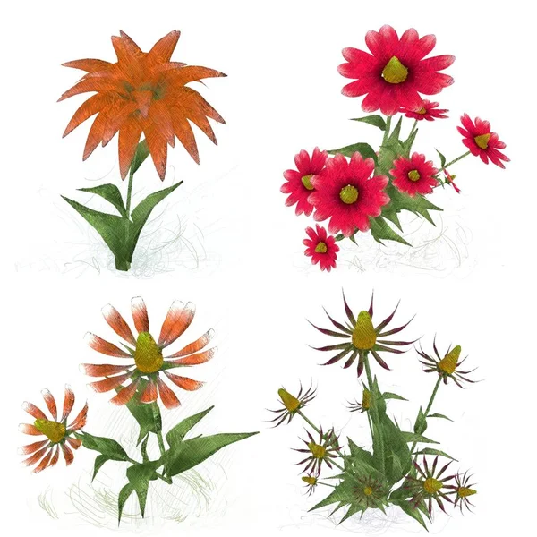 Vektorillustration Von Blumen — Stockfoto