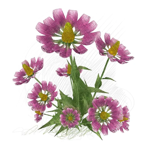 Schöne Blumen Auf Weißem Hintergrund — Stockfoto