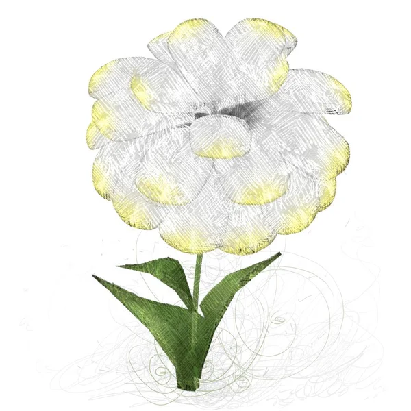 Hermosas Flores Sobre Fondo Blanco — Foto de Stock