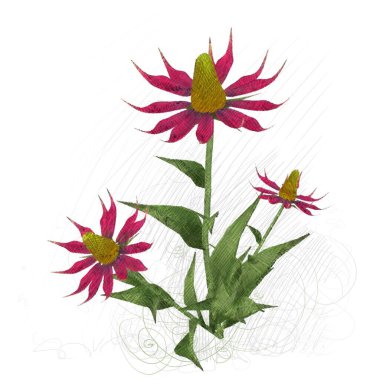 Beyaz arkaplanda güzel çiçekler