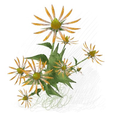 Beyaz arkaplanda güzel çiçekler