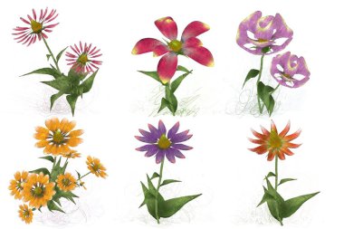 Beyaz arkaplanda güzel çiçekler