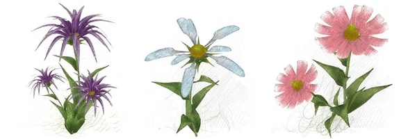 Акварельні Квіти Білому Тлі — стокове фото