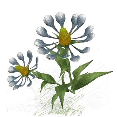 Beyaz arkaplanda güzel çiçekler