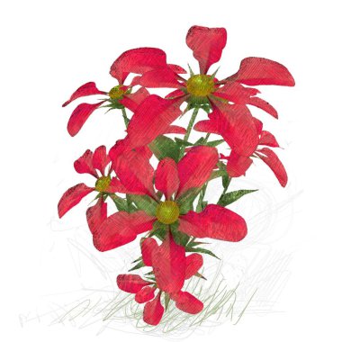 Beyaz arkaplanda güzel çiçekler