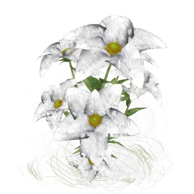 Beyaz arkaplanda güzel çiçekler 