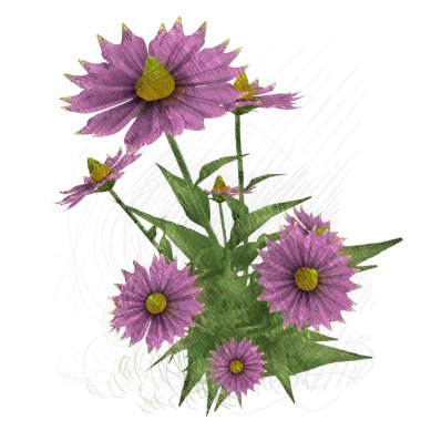 Beyaz arkaplanda güzel çiçekler