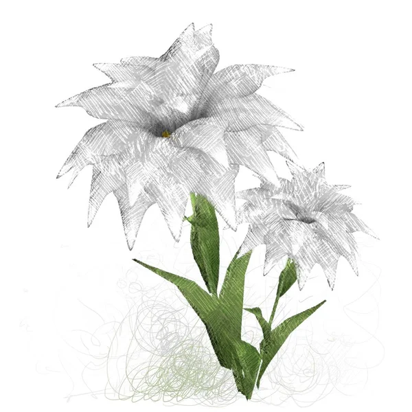 Belas Flores Fundo Branco — Fotografia de Stock