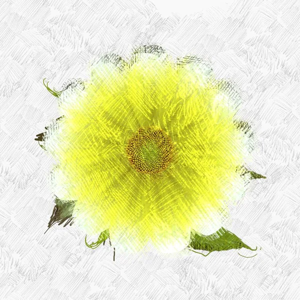 Żółty Kwiat Białym Tle — Zdjęcie stockowe
