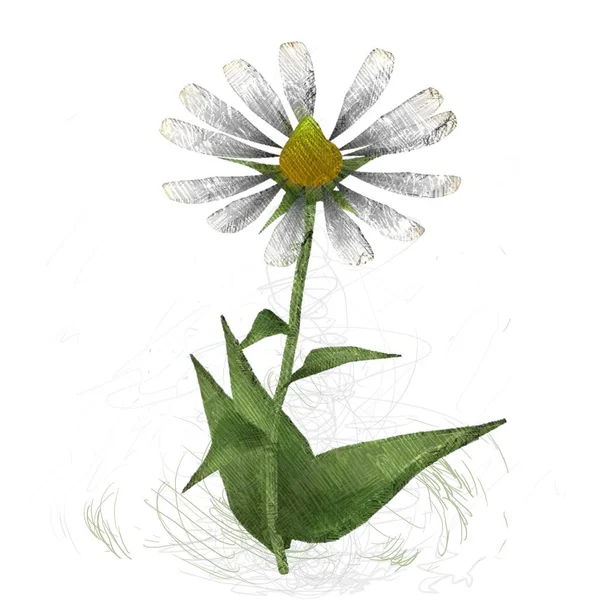 Zielony Kwiat Izolowany Białym Tle — Zdjęcie stockowe