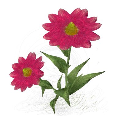 Beyaz arkaplanda güzel çiçekler