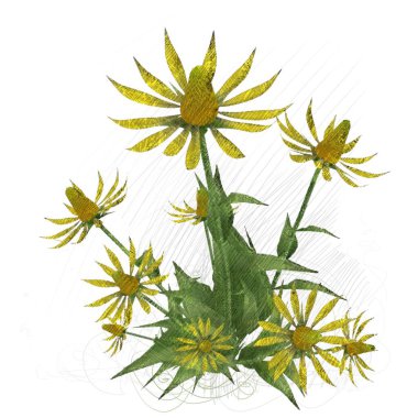 beyaz zemin üzerine suluboya çiçek