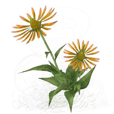 Beyaz arkaplanda güzel çiçekler 