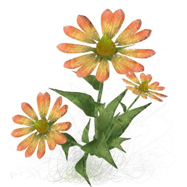 beyaz arkaplanda izole edilmiş çiçek