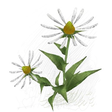 Beyaz arkaplanda güzel çiçekler 