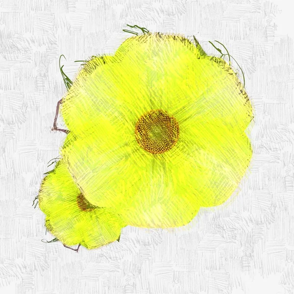 Жовті Квіти Білому Тлі — стокове фото