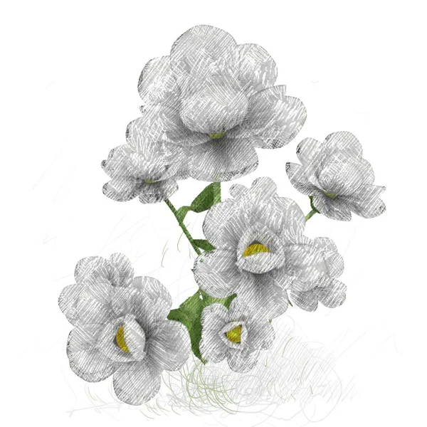 Bellissimi Fiori Sfondo Bianco — Foto Stock