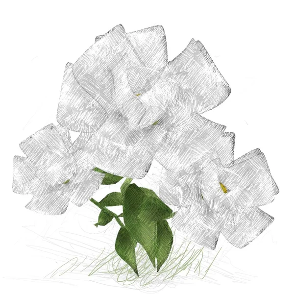 ดอกไม สวยงามบนพ นหล ขาว — ภาพถ่ายสต็อก