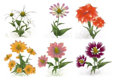 Beyaz arkaplanda güzel çiçekler