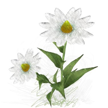 Beyaz arkaplanda güzel çiçekler 