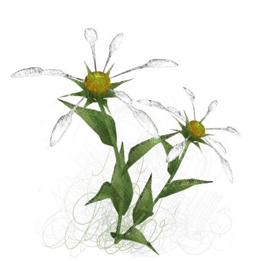 Beyaz arkaplanda güzel çiçekler 