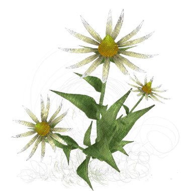 Beyaz arkaplanda güzel çiçekler 