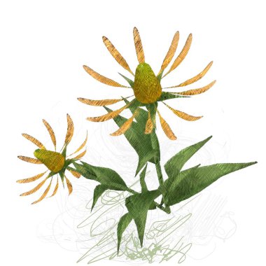 Beyaz arkaplanda güzel çiçekler 