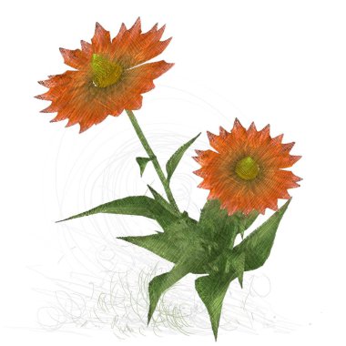 Beyaz arkaplanda güzel çiçekler 