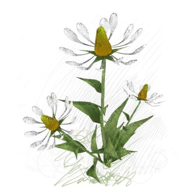 Beyaz arkaplanda güzel çiçekler 