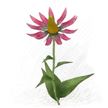 Beyaz arkaplanda güzel çiçekler 