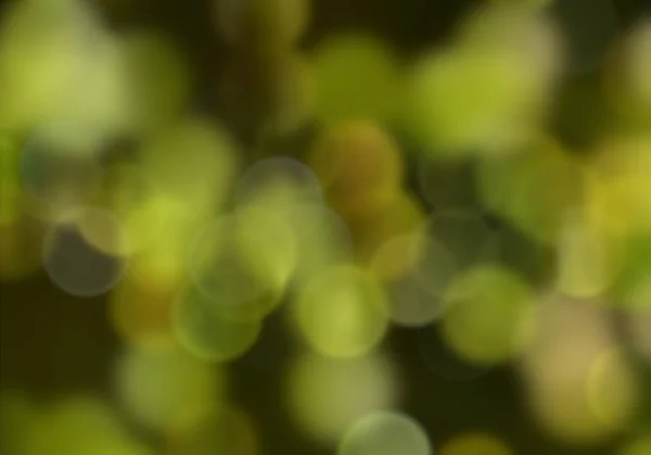 Flou Fond Bokeh Vert — Photo