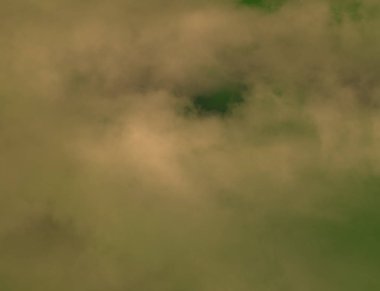 Ormanda yeşil çimenler