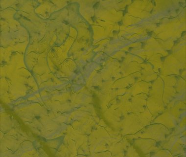 Sarı yapraklı pürüzsüz desen